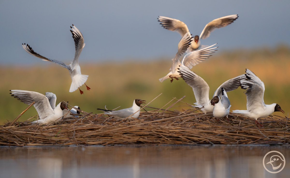 Coreografías en la colonia de gaviota reidora (Chroicocephalus ridibundus). #visitnatura #hideseltaray #birdphotography #birdlife #gulls #birdphoto @VisitNatura @CvGuias @SwarovskiOptik @SonyEspana