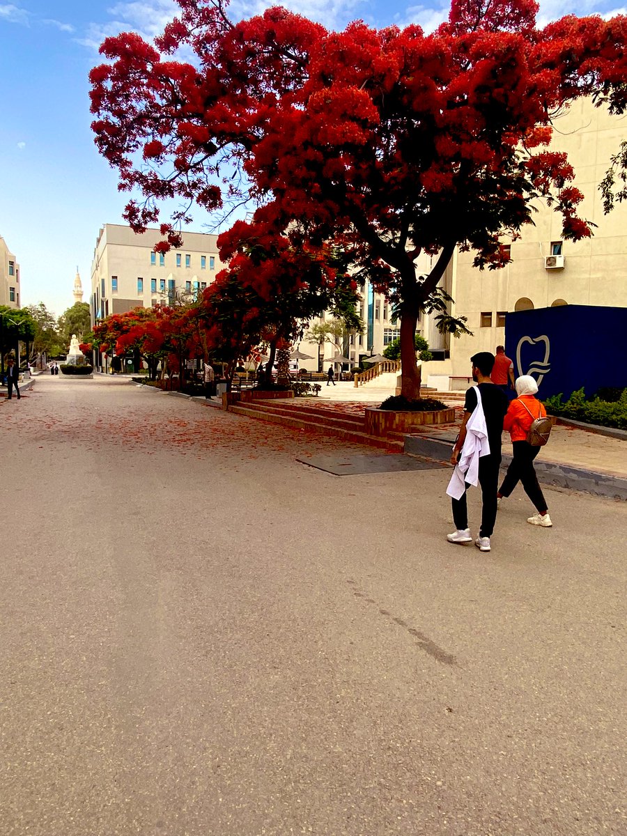 Badie74's tweet photo. قد ايه الواحد حزين إن جامعته جميلة أوي كدا ويكون عنده فاينال عملي فـ مِش فاضي يستمتع بالمنظر دا 🫠♥️♥️♥️♥️ https://t.co/3EAZk3uTsg