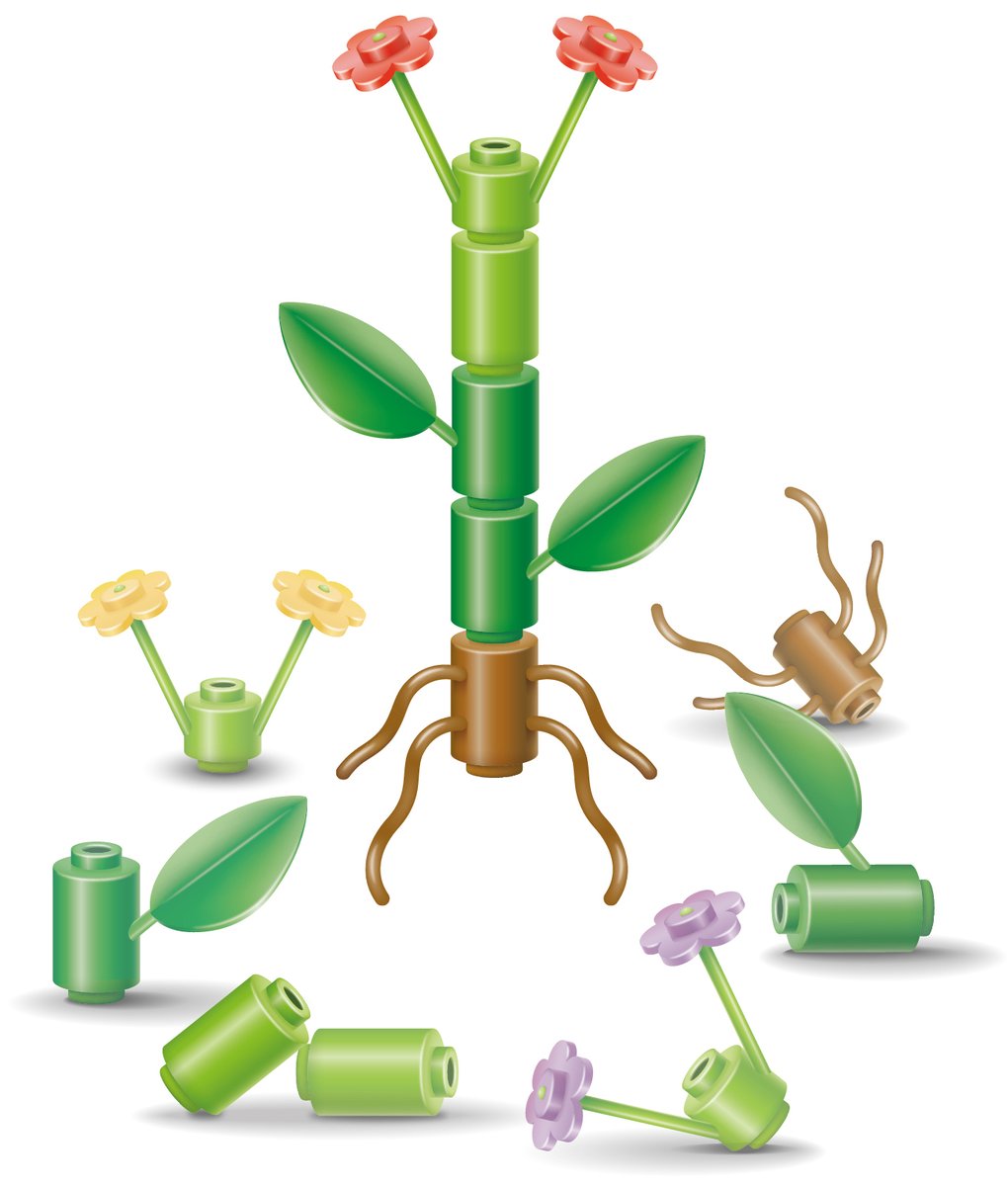 diatomdeb's tweet photo. 'Plants are modular'. An illustration I created in Adobe Illustrator and published in 'Senescence' by Prof. Howard Thomas, 2016. @AdobeDesign https://t.co/c4PbWNjTEm