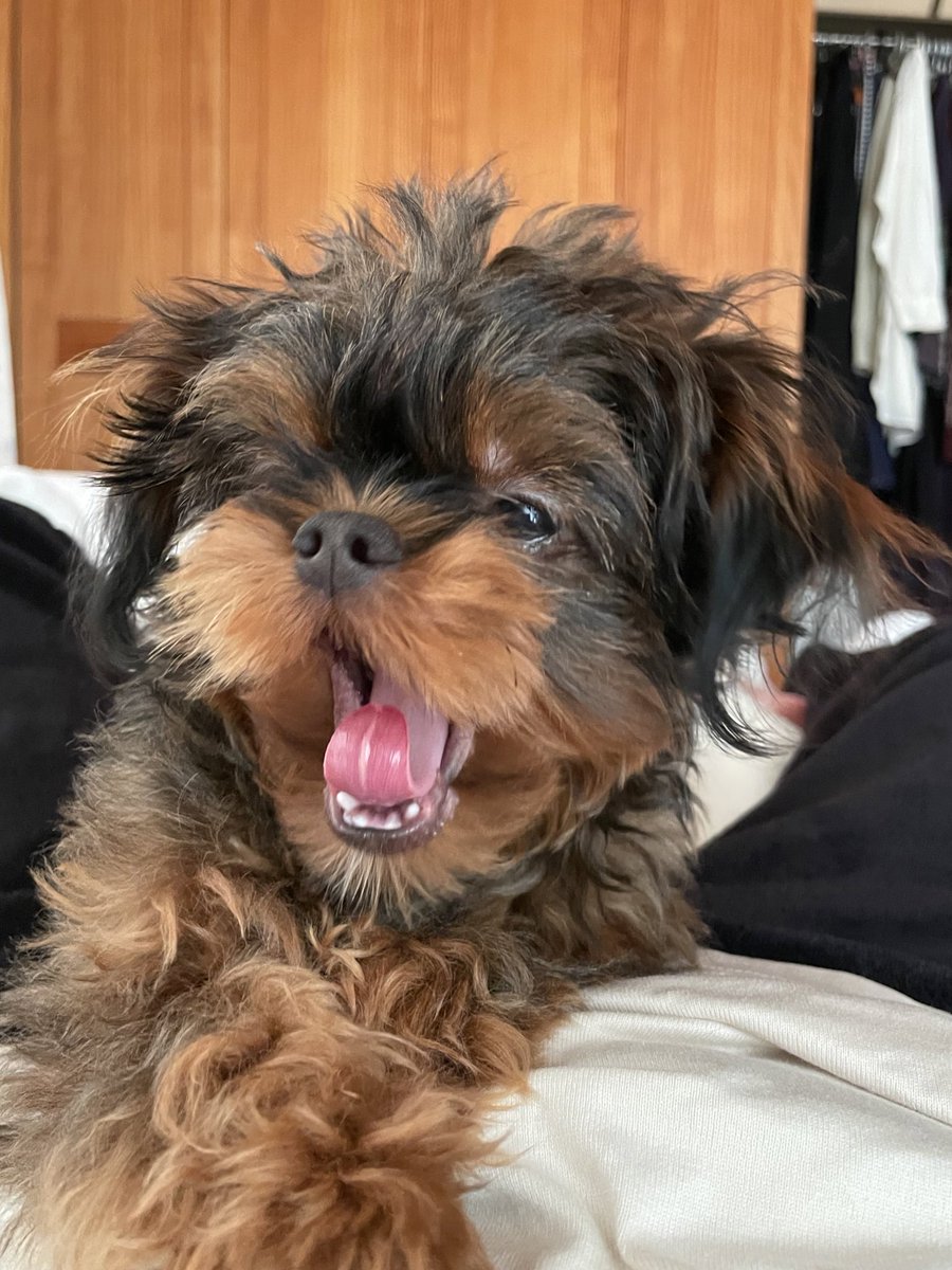 クア〜〜ワン

 #チワプー #犬 #犬のいる生活 #犬のいる暮らし