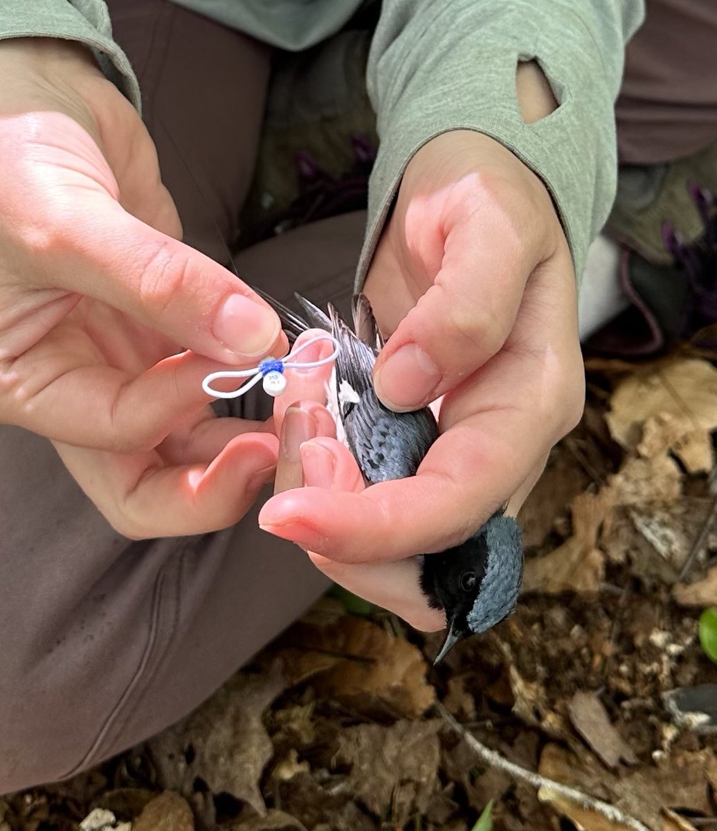 AliciaBrunner's tweet photo. Tagging songbirds is one of the most enjoyable parts of my research 😍 this past week I had the pleasure of training this years crew on how to safely and effectively tag our Black-throated Blue Warblers breeding at Hubbard Brook #ornithology #fallmigration #phdlife https://t.co/AIXy3ECwq4
