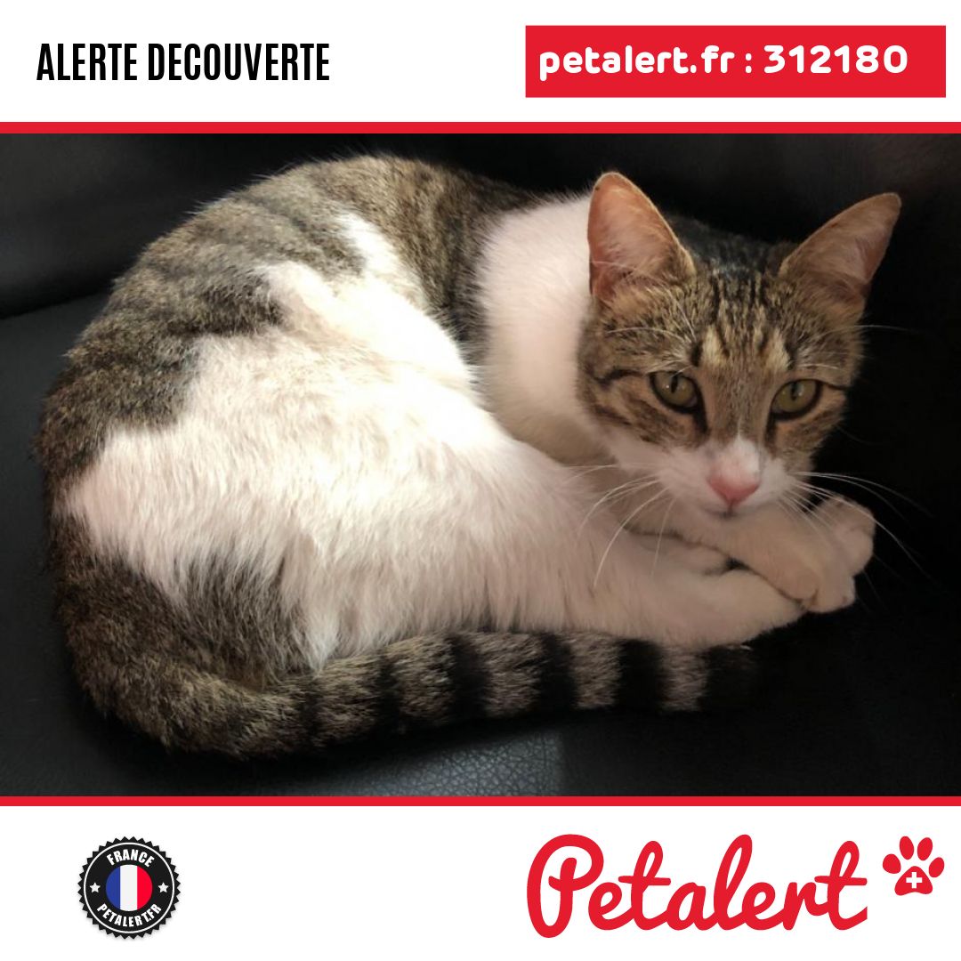 petalert_france's tweet photo. Trouvé #Chat #Var #LaCrau #Petalert #PetAlert83 / https://t.co/5Eisp2avBj https://t.co/xZSyFuLSY2