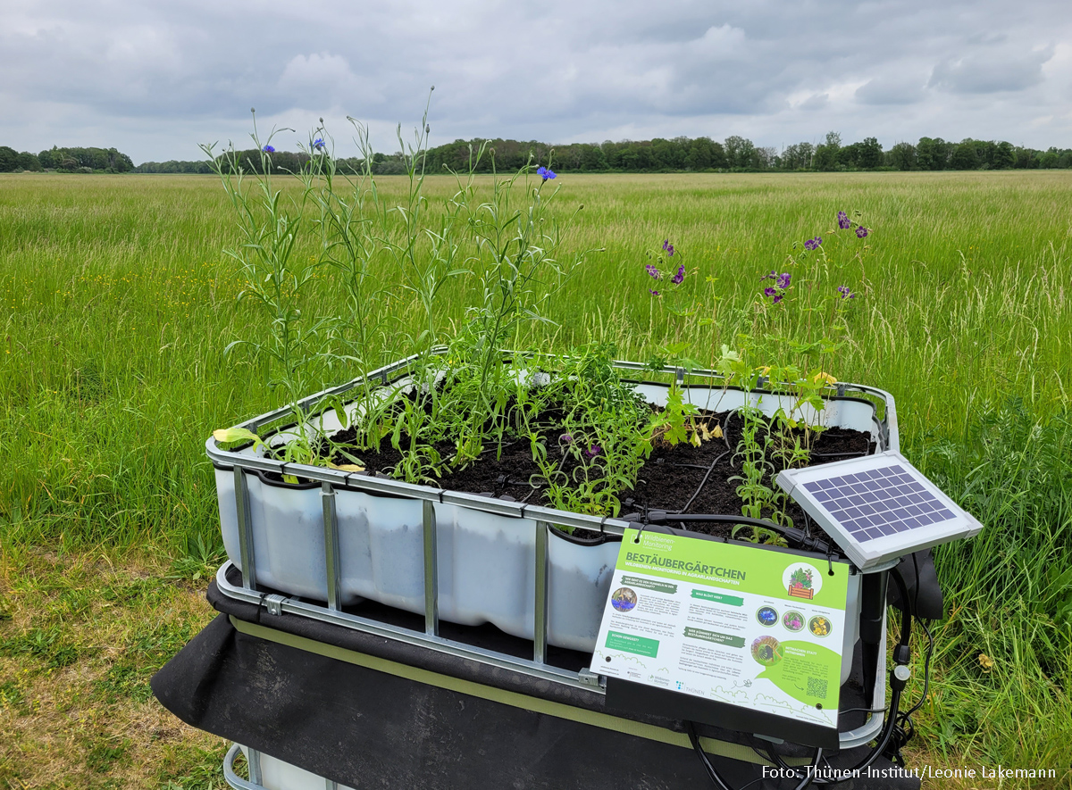 Thuenen_aktuell's tweet photo. Eine neue Methode, #Hummeln in der #Agrarlandschaft zu erfassen, testet das @Thuenen_aktuell: das Bestäubergärtchen. Ehrenamtliche können dort Blütenbesucher beobachten, fotografieren und ans Institut melden.
🐝 https://t.co/CfXo8BuV0h
#CitizenScience #Biodiversität #Wildbienen https://t.co/wIjOw2VocV