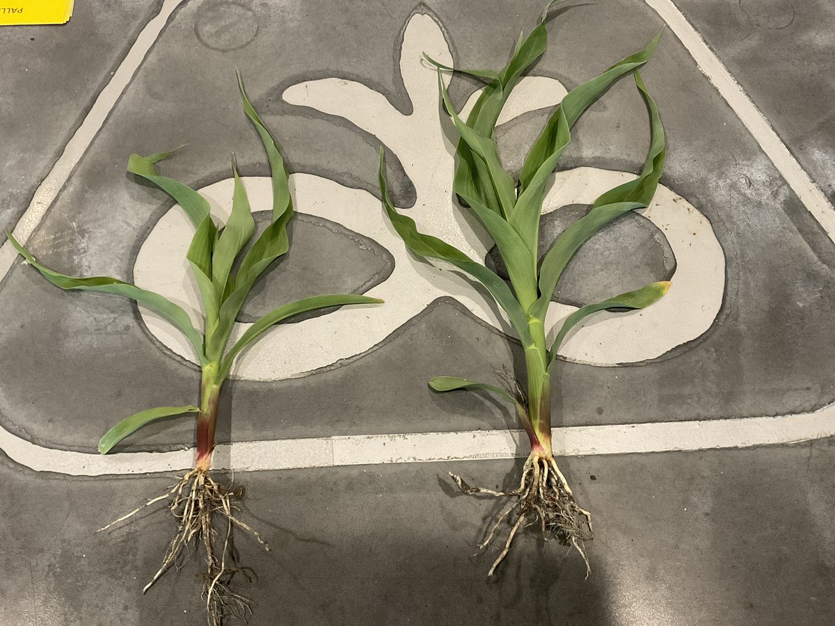 deutmeyer_troy's tweet image. Differences of starter and no starter.  Large differences in biomass, almost no difference in growth stage.  Combine will determine if there is an ROI… or just pretty corn.  Good trial.