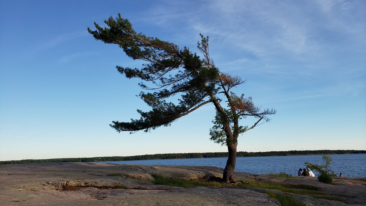MiniiK09's tweet photo. @DailyPicTheme2 The #Killbear Tree located at Killbear Provincial Park, is over 100 years old and famous for itβs stunning wind-swept look and probably the most photographed tree in #Ontario!
#Strangely Beautiful π³ https://t.co/SaEesLBJtX
