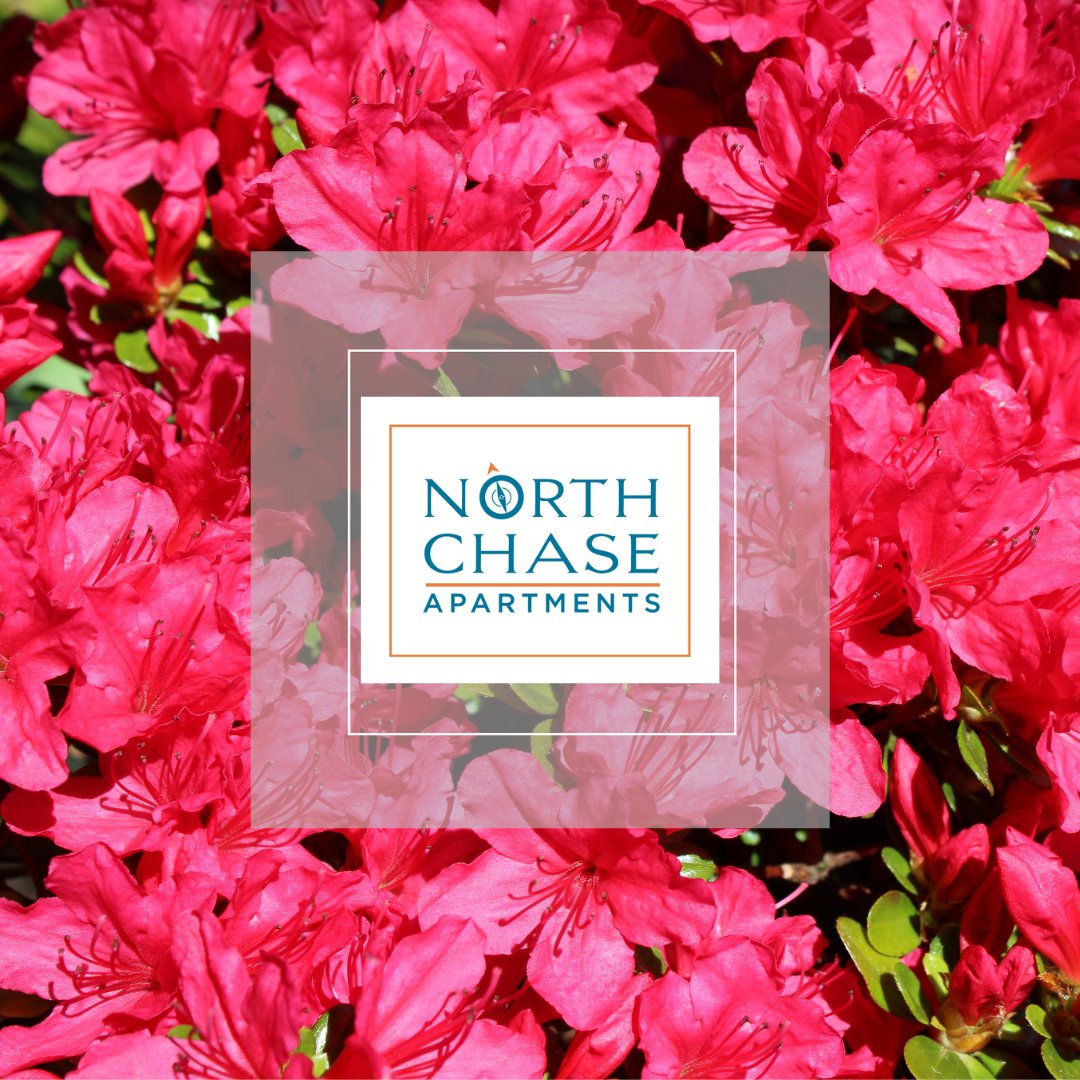 Spring has sprung! 🌸🌺 #WilmingtonNC #ApartmentLiving #SpringVibes #northchaseapartments #wilmingtonnc #ilm #blueridgecompanies #brc #apartmentliving #lovewhereyoulive #naa #waa #wrightsvillebeach #wb #carolinabeach #cb #surfcitync #uncw