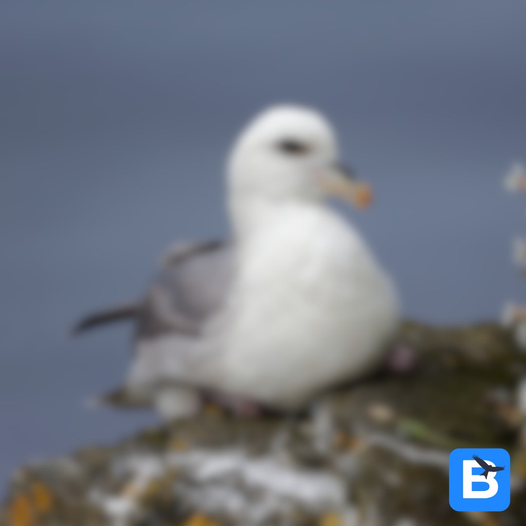 birda_org's tweet photo. It's time for another Wildlife at Speed! What's this blurry bird?π€π€
Comment your guesses below and find out the answer tomorrow!
#birda #naturelovers #whatbird #wildlifeatspeed #birdID #birdidhelp #birding #birdwatching #whatbirdisthis #blurrybird #wildlifewednesday https://t.co/dfg4FwC7rH