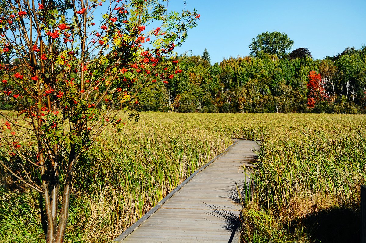 #WhereAreWeWednesday 
We're strolling through wetlands; this trail is accessible & just across the street! A bird watchers' haven.
#DiscoverSudbury  & see why #Sudbury is becoming one of Ontario's popular destinations! 
Book➡️: travelwayinnsudbury.com
@SudburyTourism