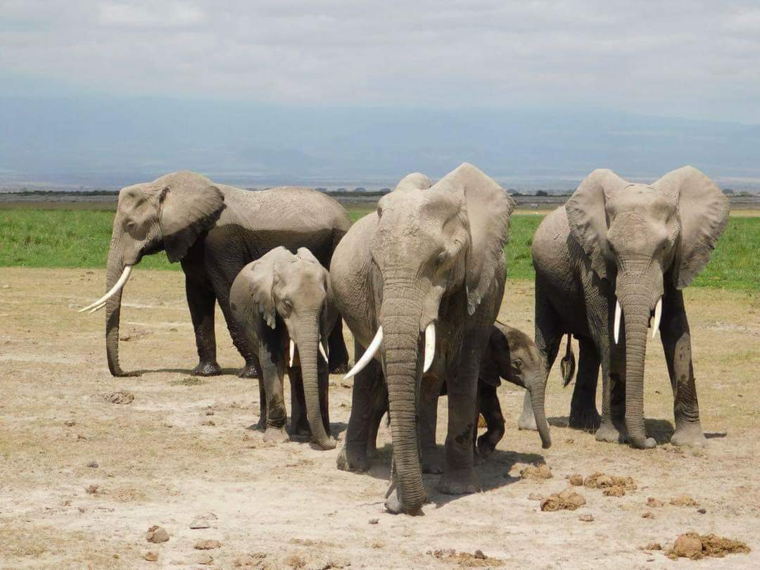 UDAPartyKe's tweet photo. Discover the untamed beauty of Mwea Game Reserve, located in Embu. Immerse yourself in the harmonious symphony of nature! @CecilyMbarire. #TourEmbu https://t.co/NN1yxjCl8k