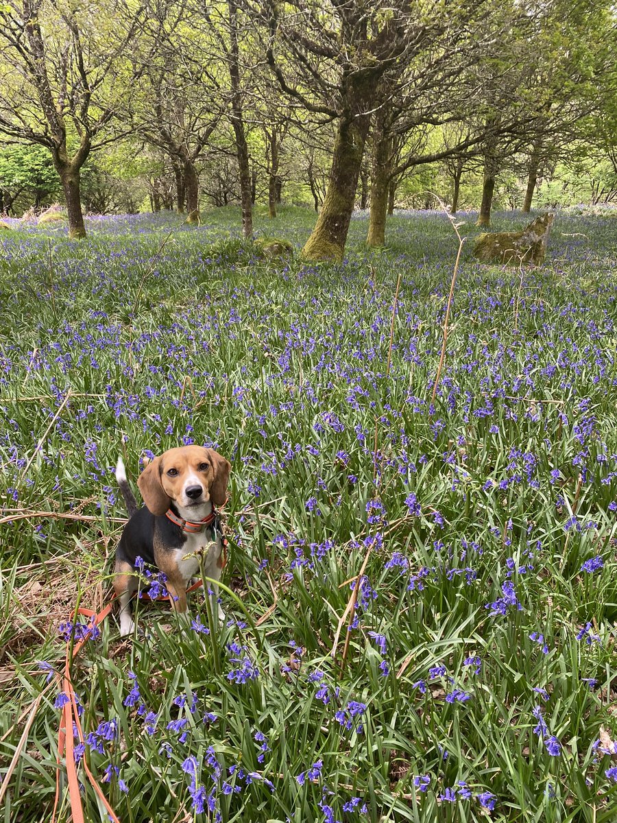 Bluebells and beagle in Co. Wicklow