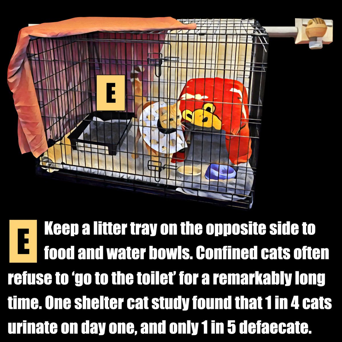 This image shows an example of a safe cat recovery space. Confined cats often refuse to ‘go to the toilet’ for a remarkably long time. Learn how to safeguard a cat’s physical and mental health while they’re recovering from orthopaedic surgery at vetlessons.com/safe-recovery-…