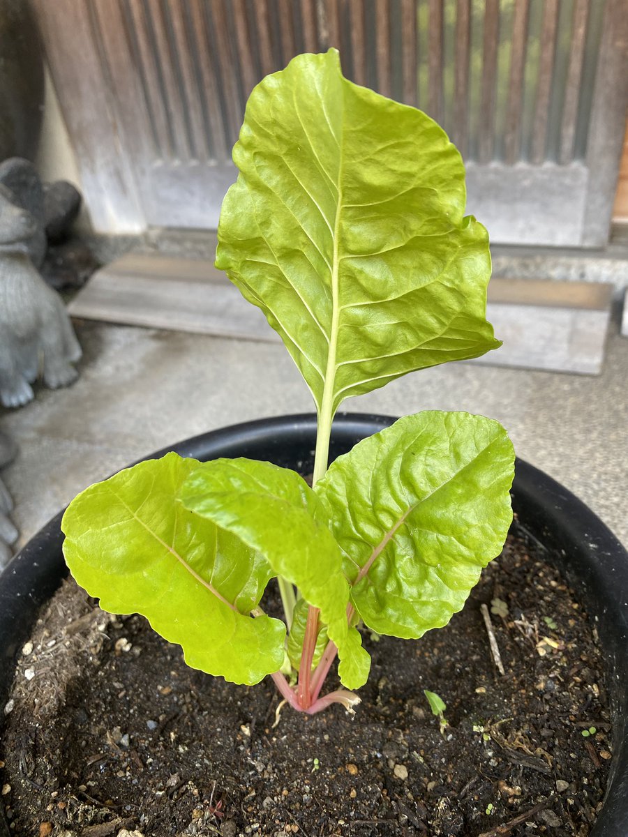 rosso_uccello's tweet photo. I am happy with the growth of vegetables❣️
#EnglishImpact https://t.co/XBjmt2mOwp