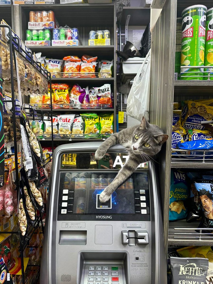 Bodegacats_'s tweet photo. https://t.co/pmSS5dgu5A
