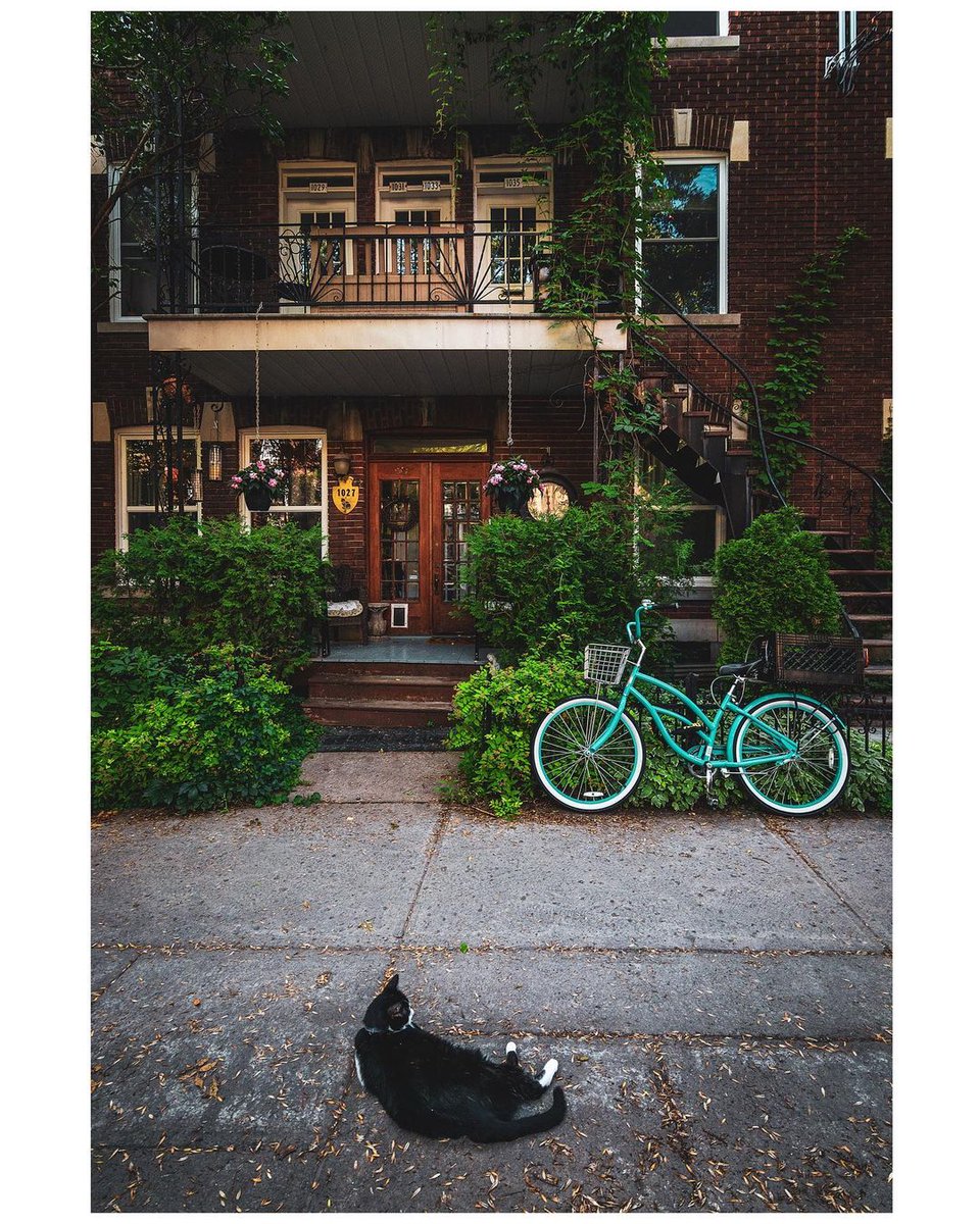 Le retour du beau temps plaît à tous les Montréalais.e.s 🐈‍⬛☀️

📷 arcpixel #Montréal #MTLmoments #PhotoduJour