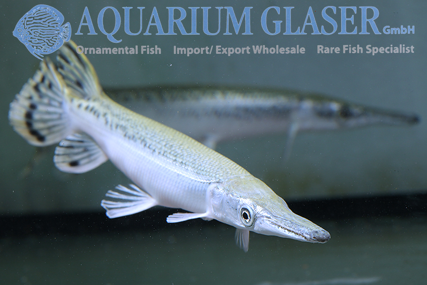 aquariumglaser's tweet image. #Atractosteus #spatula „#Platinum“
find more details and pics @ facebook.com/AquariumGlaser/