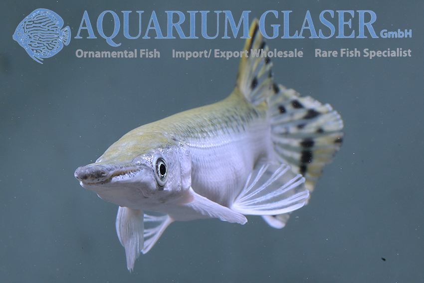 aquariumglaser's tweet image. #Atractosteus #spatula „#Platinum“
find more details and pics @ facebook.com/AquariumGlaser/
