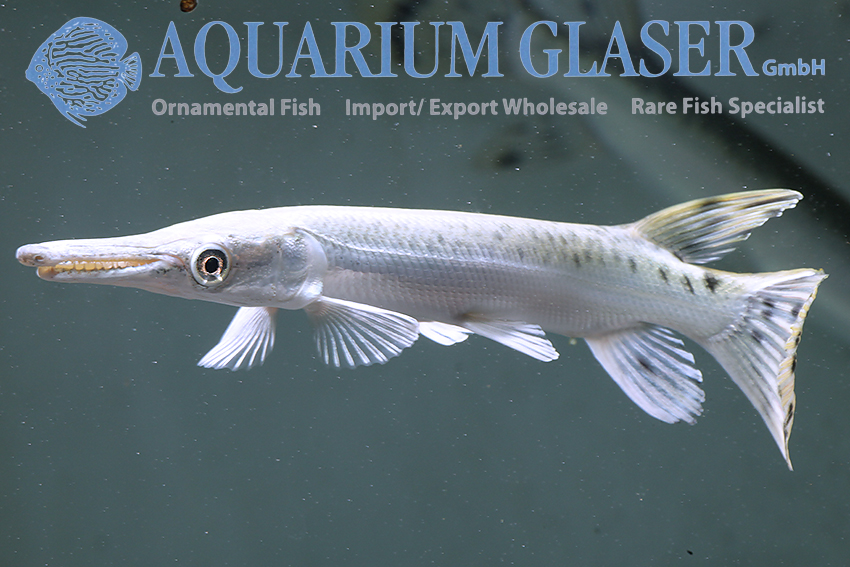 aquariumglaser's tweet image. #Atractosteus #spatula „#Platinum“
find more details and pics @ facebook.com/AquariumGlaser/