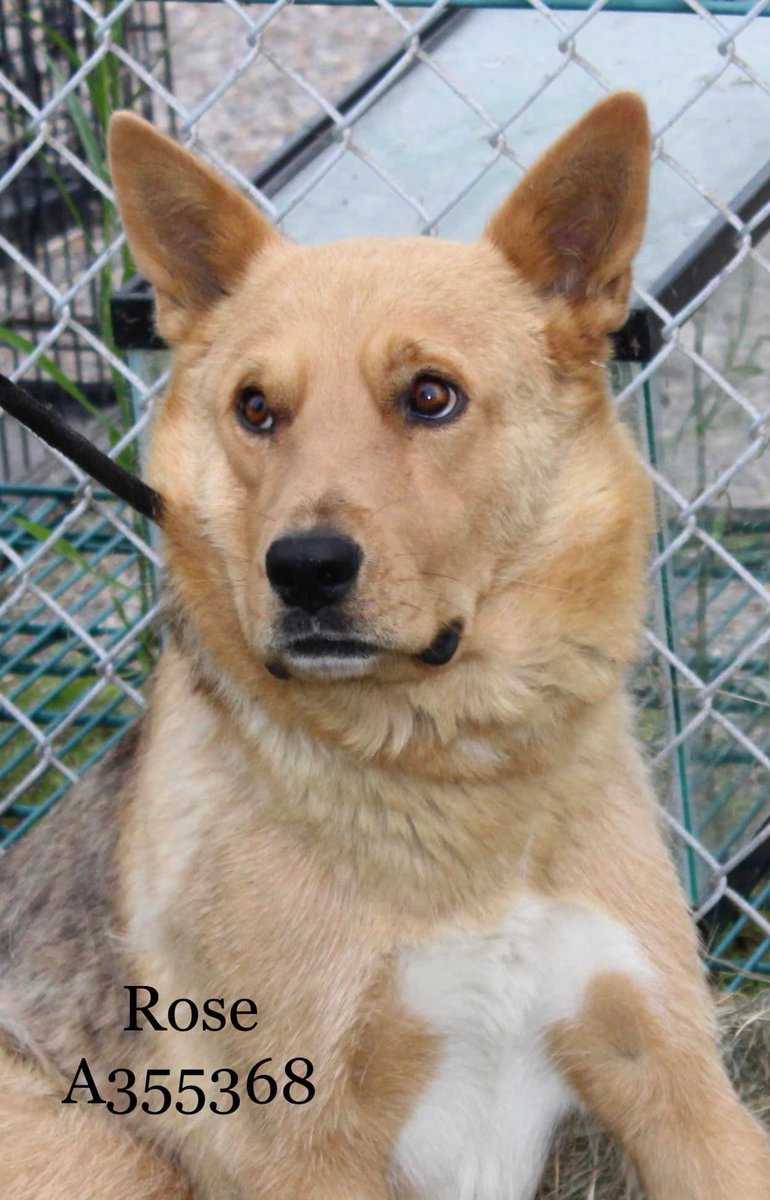 RoCoGB's tweet photo. ๐ROSE
#A355368
๐ฅDIES 6/2๐ฅ
ROSE is in a VERY THORNY situation๐ฉ
Alone, confused why sheโs dumped in noisy shelter
Singled out to DIE๐
WARY to venture out of kennel
ROSE Age 2
SHY & GENTLE beautiful girl
Needsโฅ๏ธand๐ค๐ค
Doesnโt deserve BRUTAL DEATH
Plz can you #Pledge
CorpusChristi ACS TX