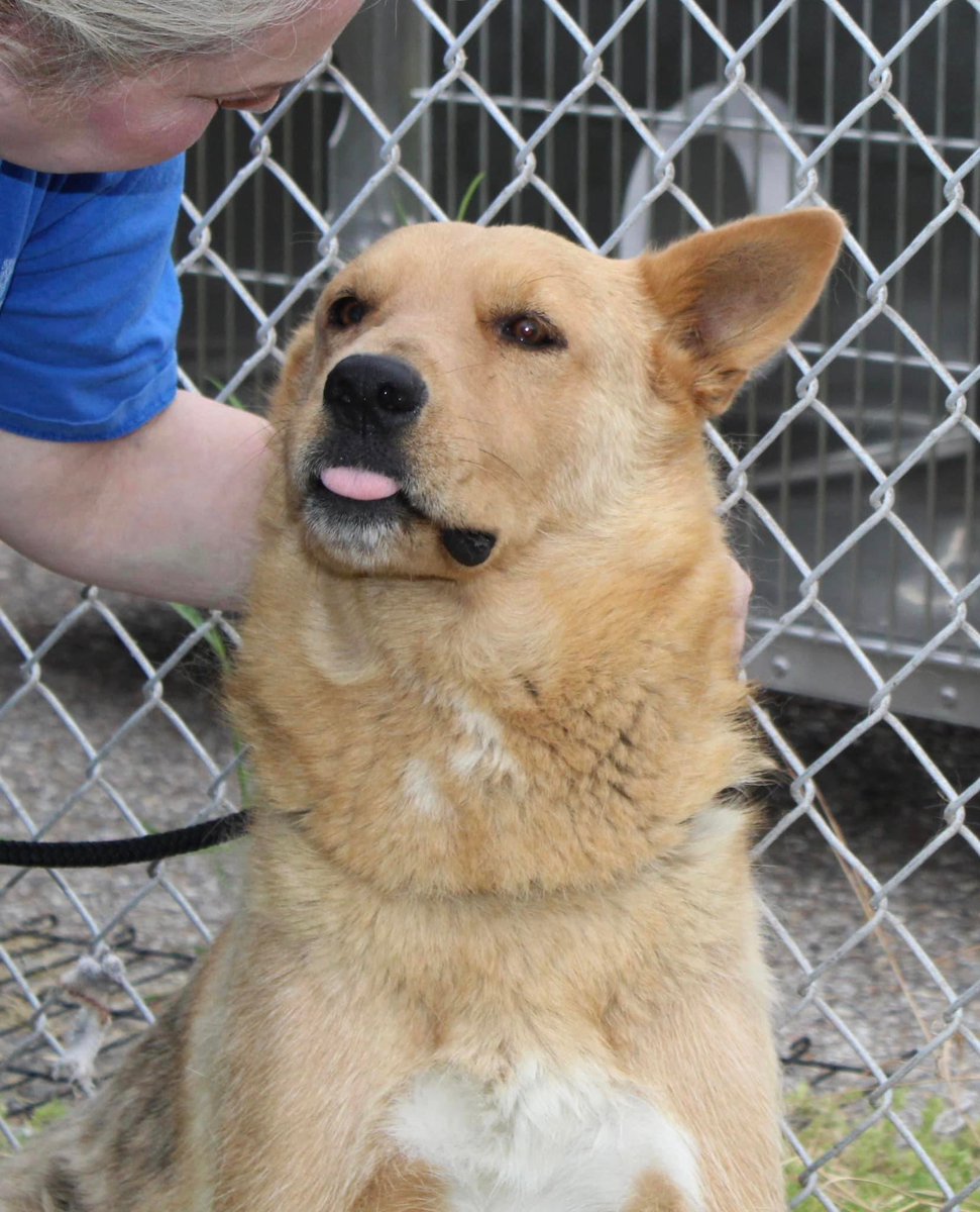 RoCoGB's tweet photo. ๐ROSE
#A355368
๐ฅDIES 6/2๐ฅ
ROSE is in a VERY THORNY situation๐ฉ
Alone, confused why sheโs dumped in noisy shelter
Singled out to DIE๐
WARY to venture out of kennel
ROSE Age 2
SHY & GENTLE beautiful girl
Needsโฅ๏ธand๐ค๐ค
Doesnโt deserve BRUTAL DEATH
Plz can you #Pledge
CorpusChristi ACS TX