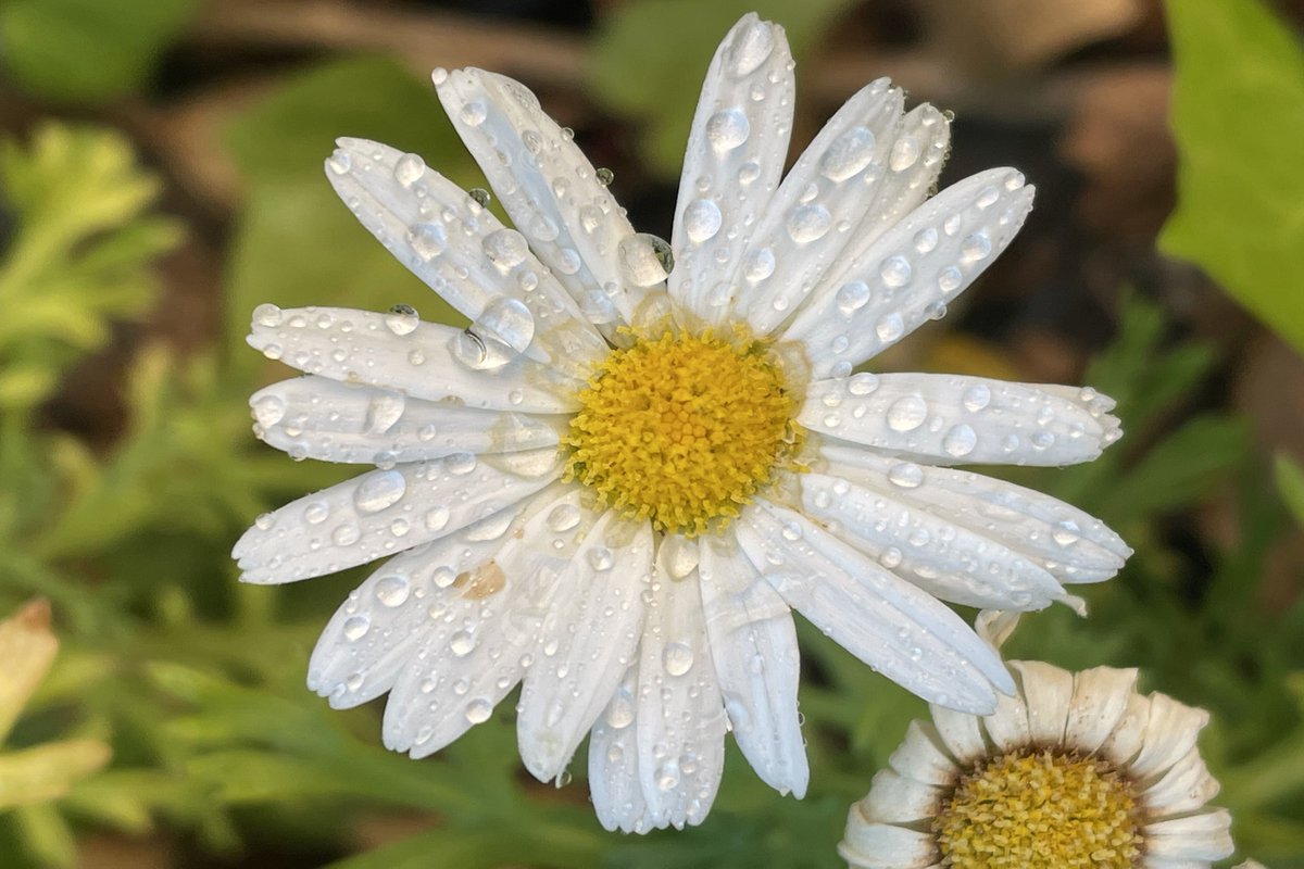 CCMiramadrid's tweet image. Un año más se han fallado los premios del Concurso de Fotografía Matemática y por lo tanto ya tenemos a los ganadores de esta edición. Son los siguientes:

Enhorabuena a los ganadores.

#colegiomiramadrid #miramadrid #googlereference #concurso #fotografía #matemáticas