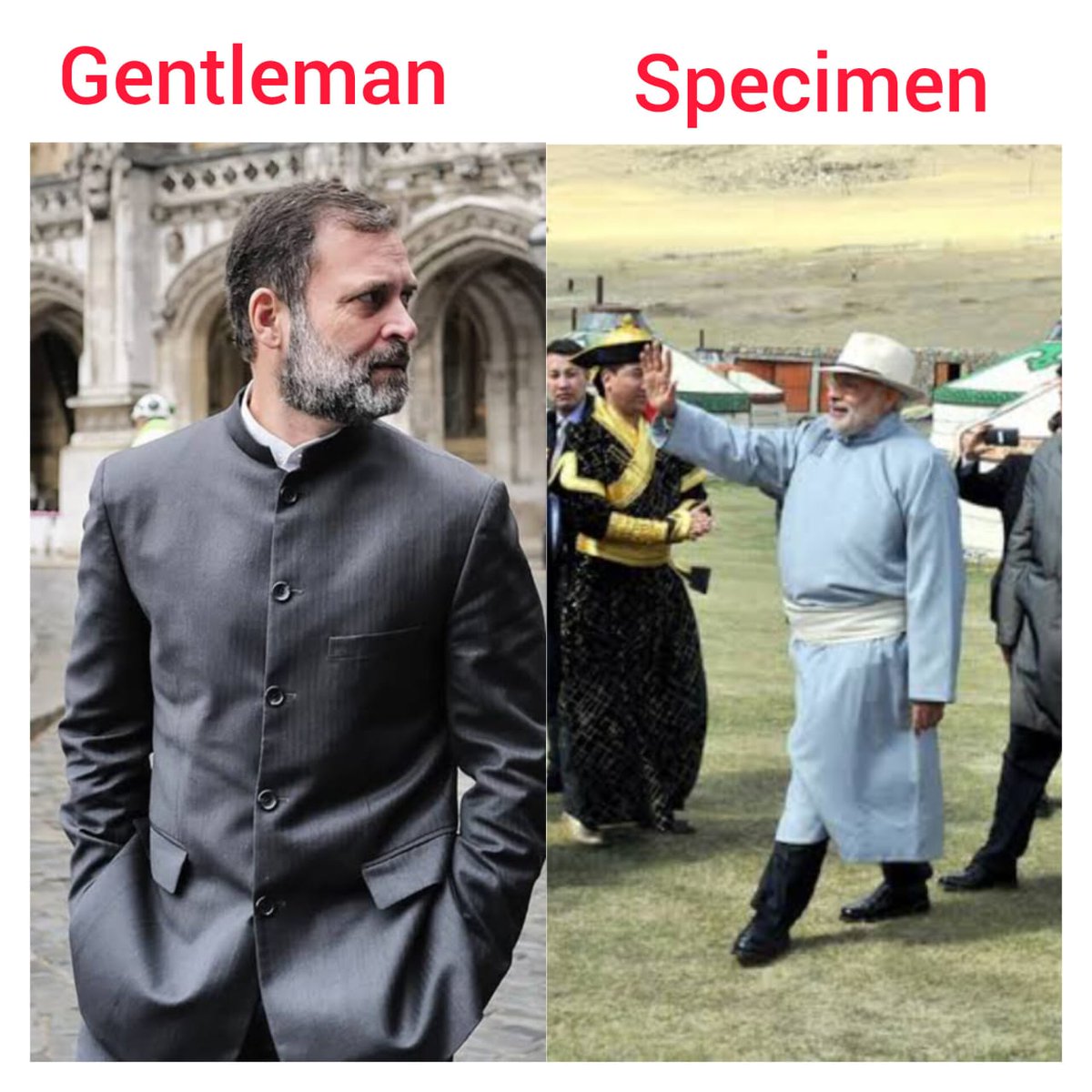 Gentleman                Specimen