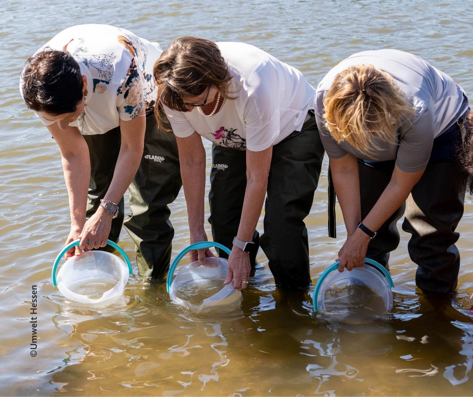 660.000 Maifischlarven wurden heute im #Rhein ausgesetzt. Das länderübergreifende Projekt stärkt die #Artenvielfalt. RLP Umweltministerin @katrineder, Hessens Umweltministerin @PriskaHinz und NRW Landwirtschaftsministerin Silke Gorißen setzten gemeinschaftlich Maifischlarven aus.