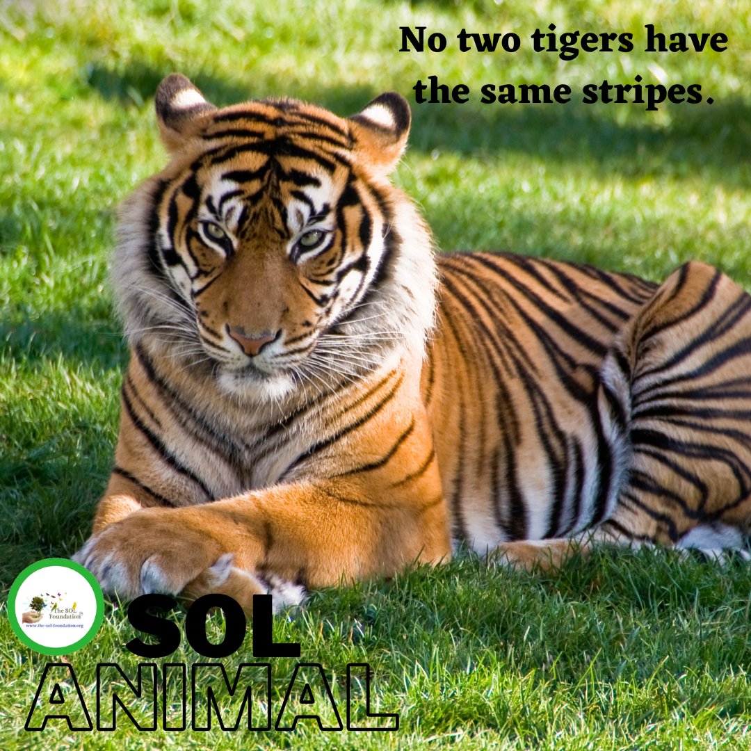 We have the mighty tiger this week and here's how you tell them apart! 🐅

#thesolfoundation #solwildlife #savethetigers #animalfacts #amazingfacts #factotheday #endangeredspecies #protectanimals #zerohunger #Planttrees #savewildlife