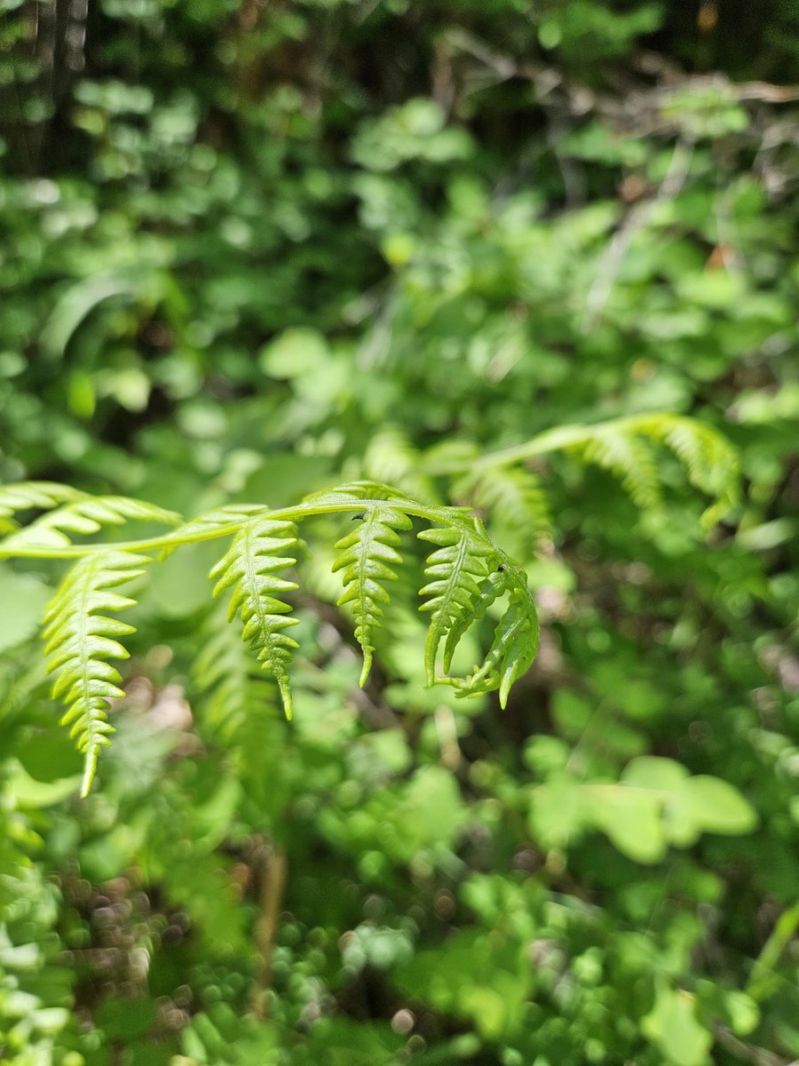 Freshly unfurled.
.
#newgrowth #fern #forestfloor #foliage #unfurl #pnw #pnwphotography #pacificnorthwest #easternoregon #hikeoregon #getoutside #macro