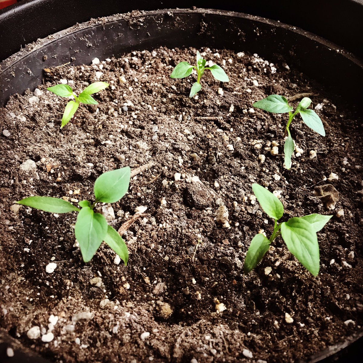 Astral Synergy Productions tweet media