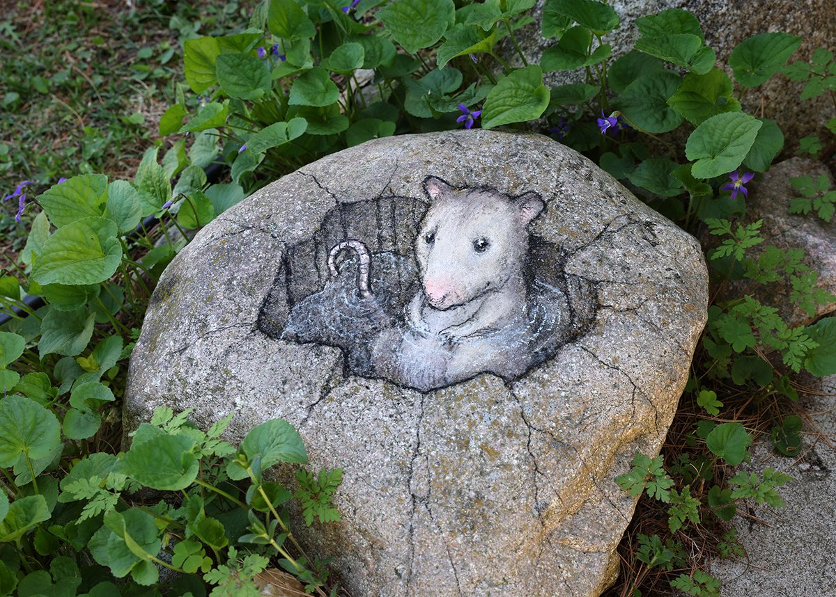 After a hearty breakfast of ticks and berries, Clem enjoys a good soak. #StreetArt #SidewalkChalk #RockGarden #possum #MorningRoutine #MineralBath