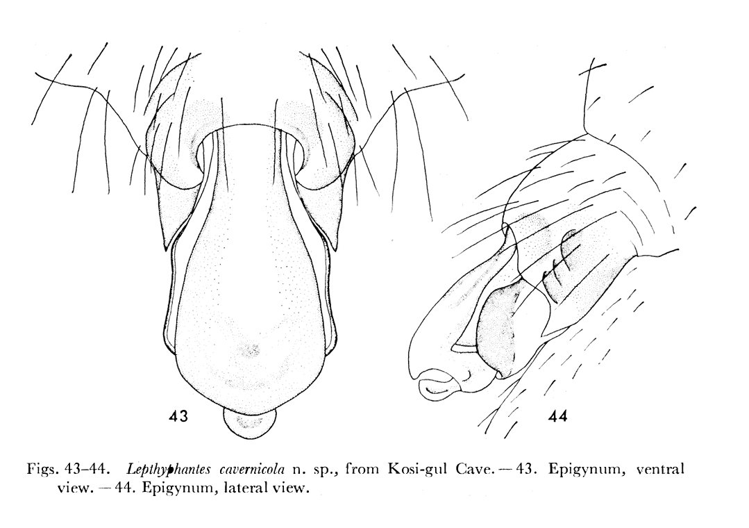 The other species of Lepthyphantes in Korea, L. cavernicola seems not a species in the genus indeed, but probably a member of Flagelliphantes (very similar to F. yunxia in China, also found in a cave!).
Then there's no Lepthyphantes species inhabiting Korea..