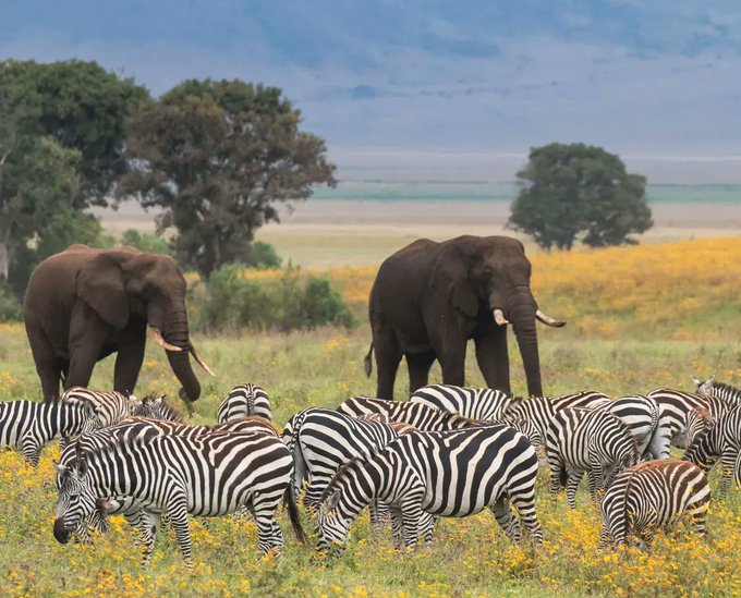 Ngorongoro Crater in Tanzania is stunning. Not only can you get up close and personal with wildlife, but you'll get to take in the sheer beauty of this massive crater. 

 For bookings: 
📲+254 – 748 717 387
📧info@toafrika.com

  #Tanzania #NgorongoroCrater #Wildlife