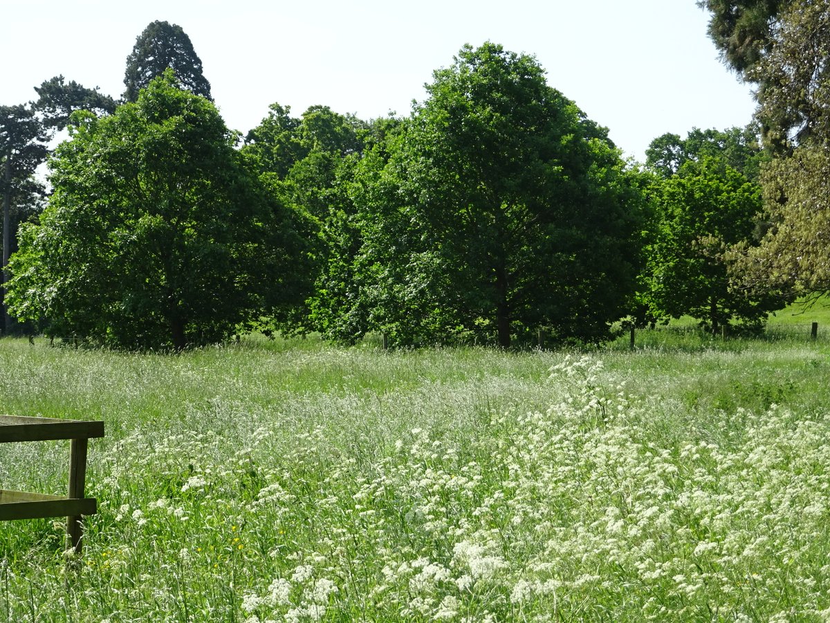 ClerkofOxford's tweet photo. Chaucer, imagining ideal love as a place where green May lasts forever:

'Thorgh me men gon into that blysful place
Of hertes hele and dedly woundes cure;
Thorgh me men gon unto the welle of grace,
There grene and lusty May shal ever endure;
This is the wey to al good aventure.' https://t.co/RK1K0dNFso