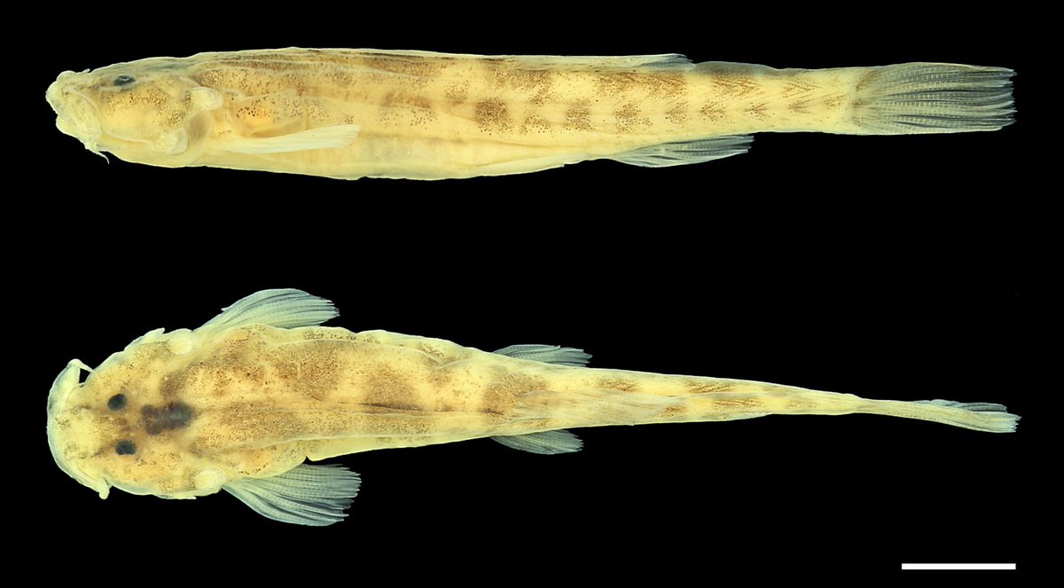 Rizzato_Pedro's tweet photo. Scleronema carijo é uma nova espécie de peixe de água doce do Brasil que descrevemos hoje na Zootaxa. O nome “carijo” é uma homenagem aos povos indígenas que viviam na região onde a espécie ocorre. Infelizmente, assim como nossos povos indígenas, a espécie já “nasce” ameaçada👇🏼🧶 https://t.co/32wsainFVl