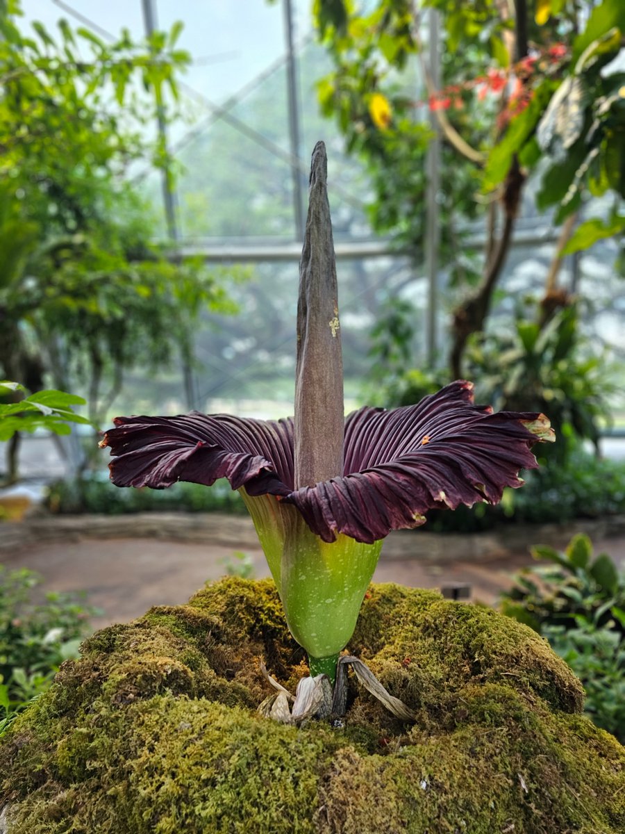 Ladies and gentleman... Her  🌹

Meg has officially bloomed, Houston! Visit the Cockrell Butterfly Center to get a whiff of this highly anticipated corpse flower.

Purchase tickets: tickets.hmns.org/DateSelection.…