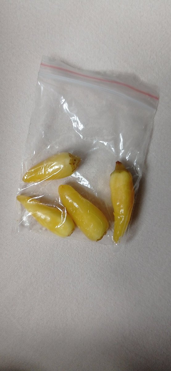 Abicim sence kolum kadar dürüme dört tane cücük kadar biber yeter mi be