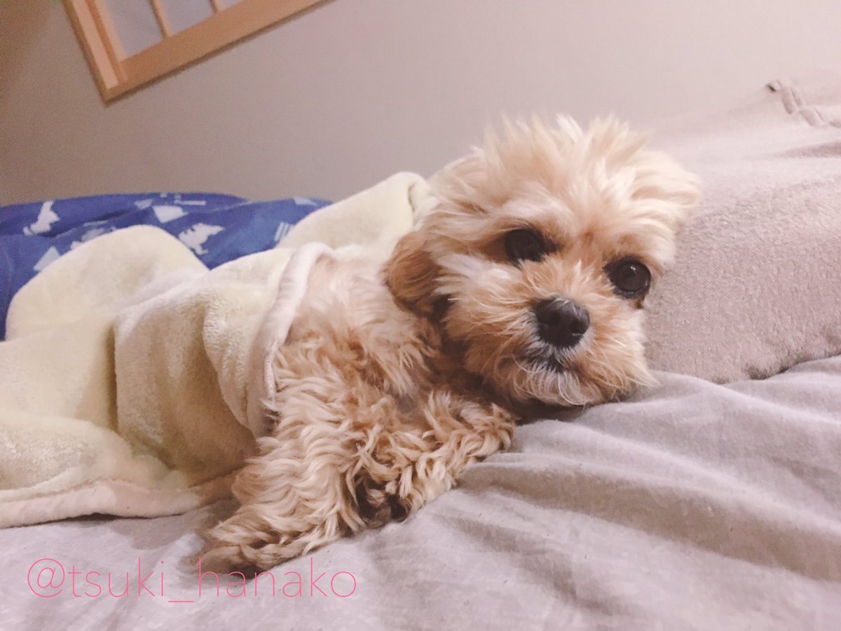 最近は旦那の布団がお気に入りです
#はなこと旦那とモフ https://t.co/GjOQ5OvvgK