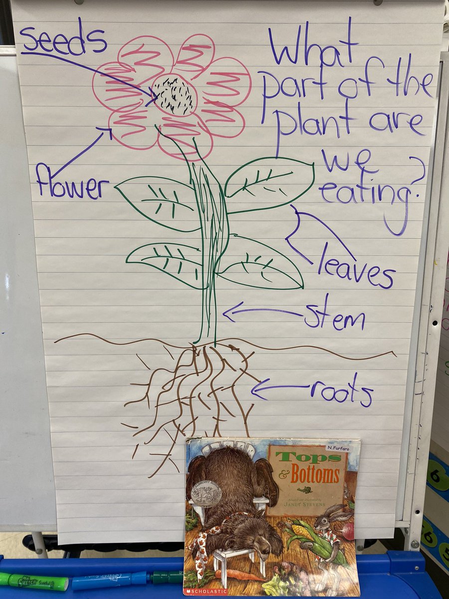 Learning about parts of a plant and eating our science today using Janet Steven’s book Tops and Bottoms! Who knew science could be so yummy!?! What part of the plant was your favourite Groovy Grade One’s? 🥕🥒🍓
<a href="/FalconFeat/">St. Francis</a> <a href="/nikifurfaro/">Niki Furfaro</a>