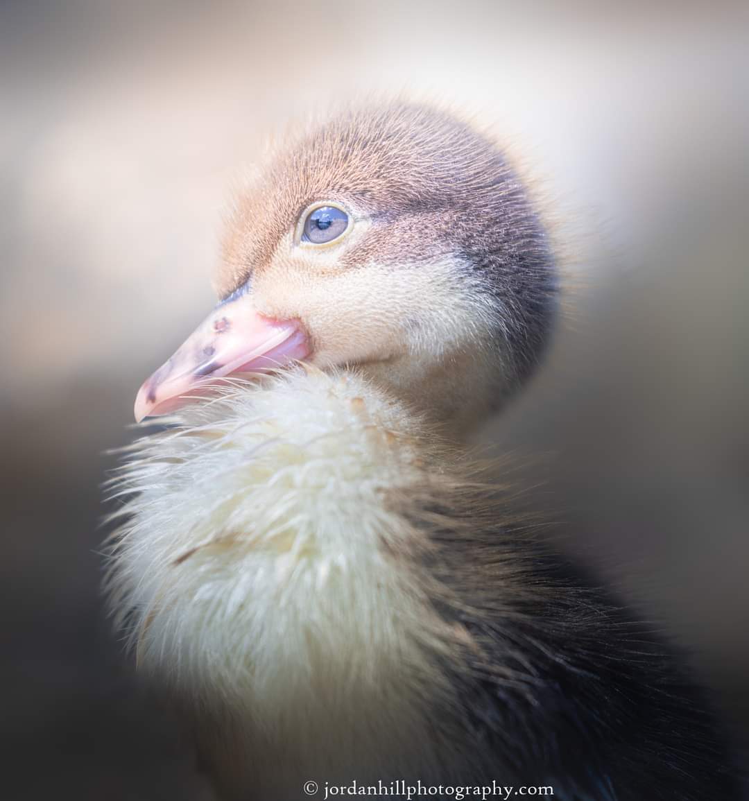 Duckling Portrait 
jordanhillphotography.com/featured/baby-…

#duckling #duckies #duck #babyducks #pic #nature #naturephotography #wildlife #art #wildanimals #babybird #animalportrait #photography #photographer #cuteness #cutenessoverload #cutie #photo #adorable #AYearForArt #BuyIntoArt