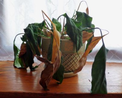 QrWizardry's tweet photo. Houseplants be like: "Scan our funky QR codes for plant care tips and tricks! We promise we won't bite... maybe." #GreenThumbs #QrWizardry https://t.co/NngG0dDYrj