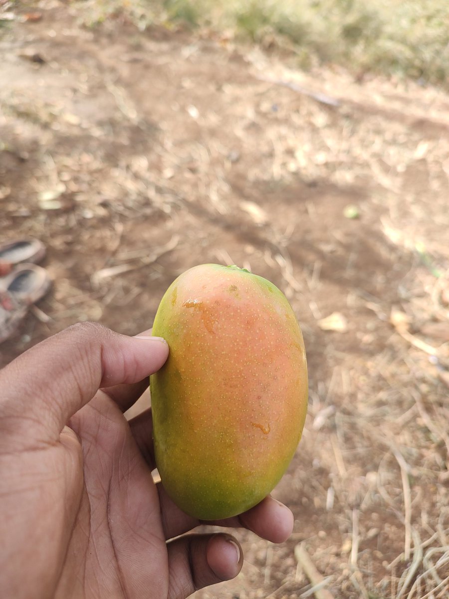 Nishil313's tweet photo. Mangoessss>>>>>>> https://t.co/kjXqoOpqTd