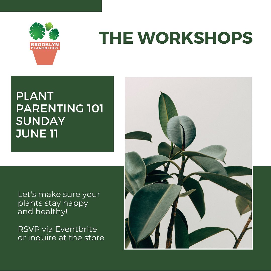 bplantology's tweet photo. It’s the season for workshops!
Sunday June 11 @ 1PM with @PlantBaeCo_ 
Get your tickets here 🪴
https://t.co/dmvcwZs35d https://t.co/lMzZy11dfc