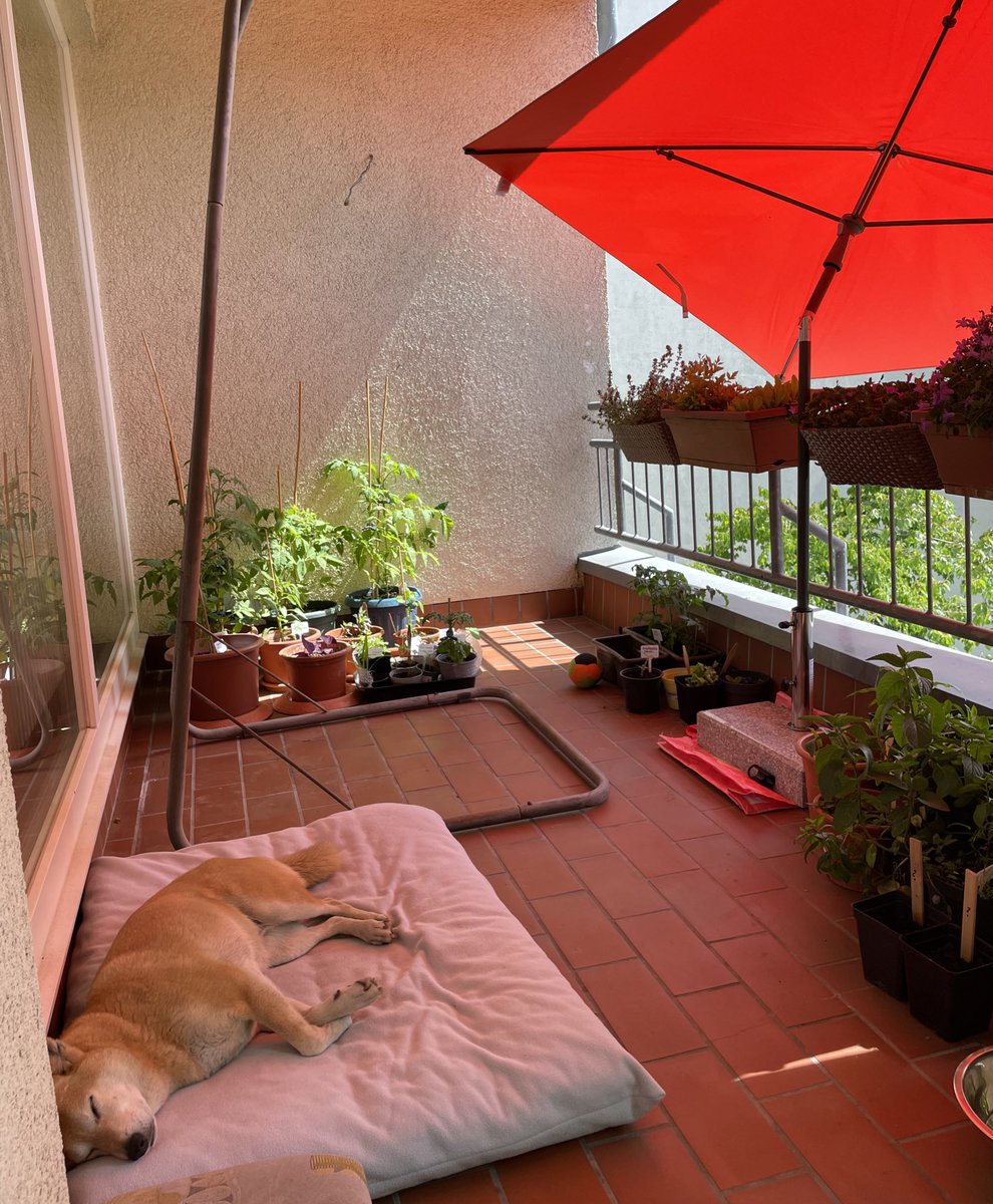 Shiba_Rio's tweet photo. Die Hundeoma hat ein neues Balkon-Setting: Sonne für die Tomaten, Schattenplatz für mich. Perfekt. #summerinthecity https://t.co/Ei9S2Va78U