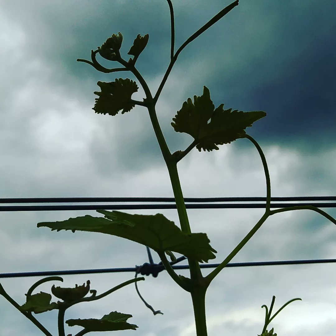 Partition poétique dans les vignes #domainefamilial #vigneronsindependants #suddelafrance #music #audetourisme #oenotourisme #passionvigne #artetvin #musique #partition #southoffrance #winelovers #poesie #art #levinlepartage #wine
@occitaniwines @VinsduLanguedoc
@Atout_Terroir