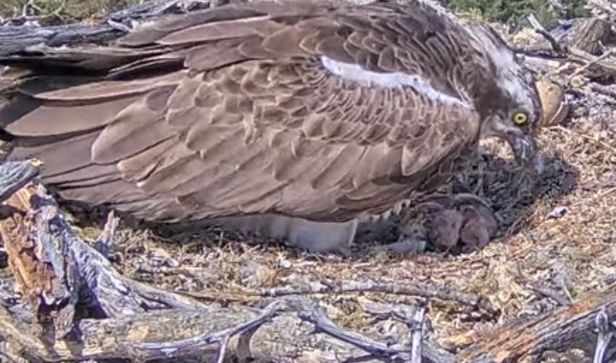 geemeff's tweet photo. Hooray! Welcome to the world little bob! First #ArkaigOsprey chick has hatched! 🐣 13.08 today. @WoodlandTrust @ArkaigForest #birds https://t.co/wxqnM1sCIw