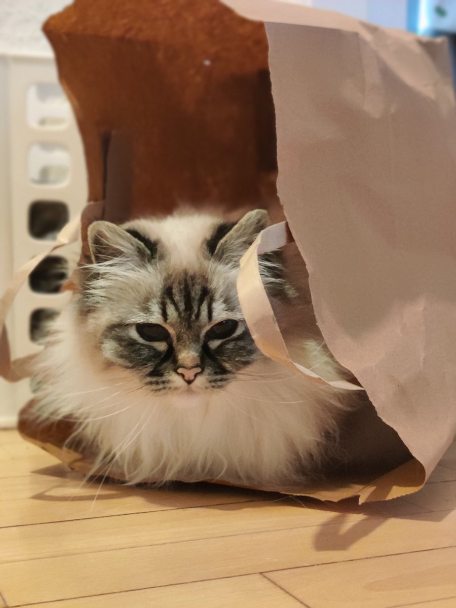 RialyGrumpy's tweet photo. @SigneJeppesen Here's Mango in a bag 😊 https://t.co/HNJZ1pOyF9