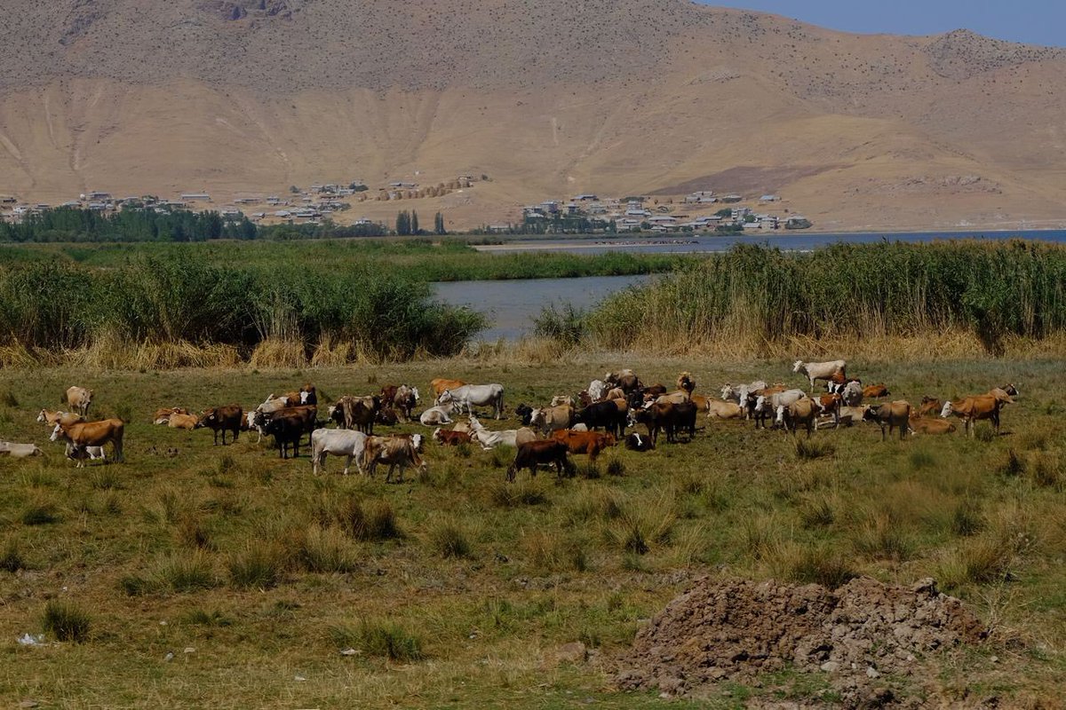 “…dedesinin diktiği ağacın gölgesinden mahrum bırakılanlar, borulara hapsedilip ipe döndürülen coşkun ırmaklar, plastiğe gömülmüş kıyılar, moloz doldurulmuş vadiler…”

“Doğa Kent İnsan” çağrısı, fotoğraf ve videolarınızı bekliyor.

🔗sehrebak.org

📸 Nevruz Seyidoğlu