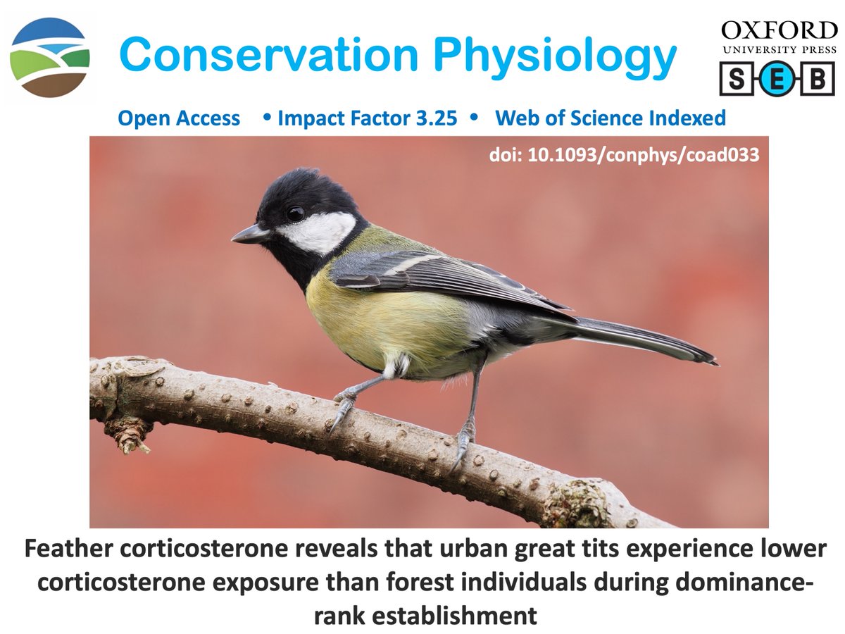 New in #ConPhys!

Feather corticosterone reveals that urban great tits experience lower corticosterone exposure than forest individuals during dominance-rank establishment

Read more here:
academic.oup.com/conphys/articl…

#corticosterone #greattit #rankestablishment