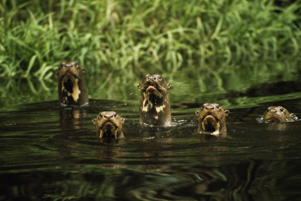 Nat Geo WILD on Twitter: “Happy #WorldOtterDay 🦦 Otters are strong