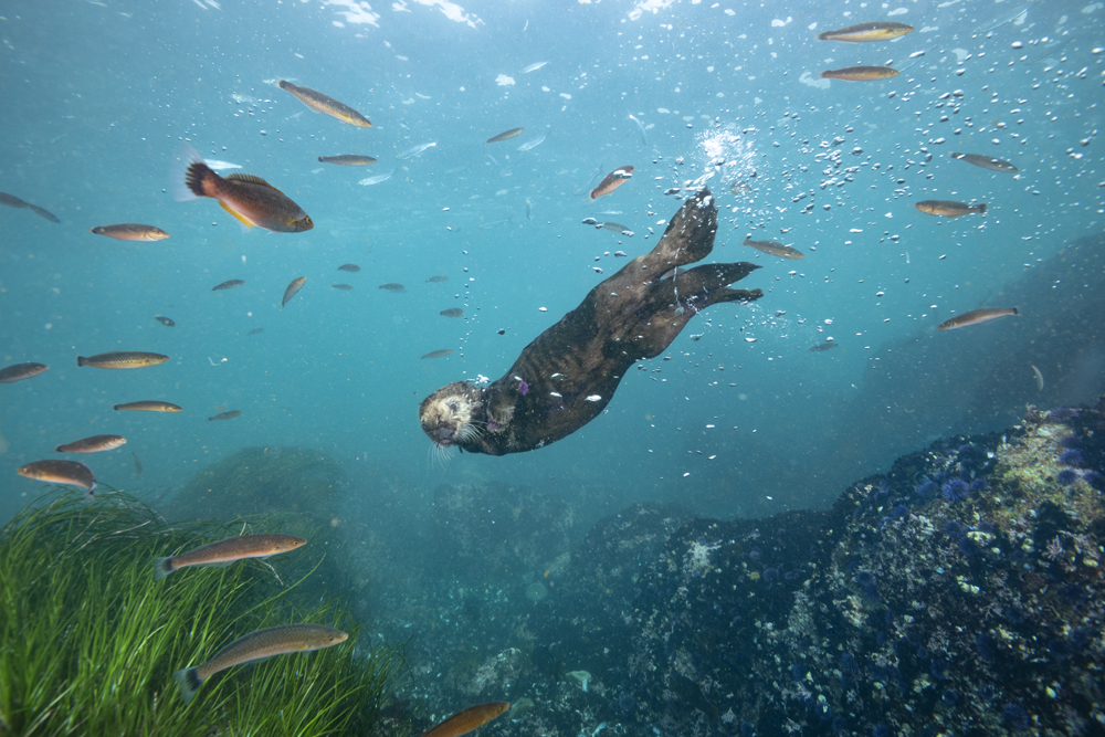 Nat Geo WILD on Twitter: “Happy #WorldOtterDay 🦦 Otters are strong